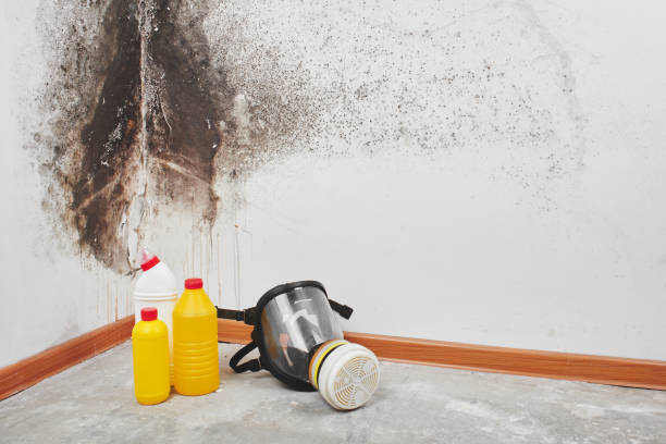 Best Basement Mold Remediation in Wildwood, NJ
