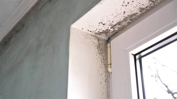 Best Attic Mold Remediation in Wildwood, NJ