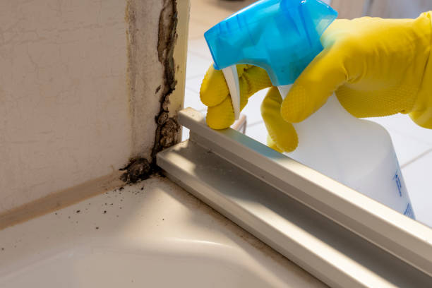 Best Residential Mold Remediation in Wildwood, NJ
