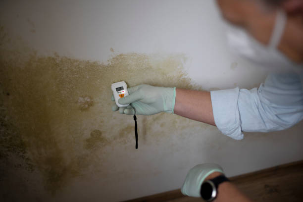 Best Black Mold Remediation in Wildwood, NJ