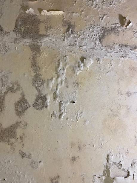 Best Mold Remediation for Specific Building Types in Wildwood, NJ