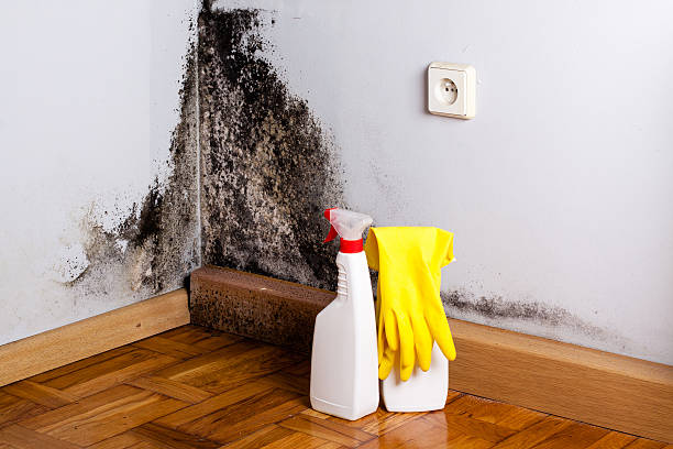 Best Emergency Mold Remediation in Wildwood, NJ